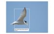 Adding notes on an image